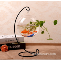 Heet verkopend kamerplant Rose Glass Terrarium